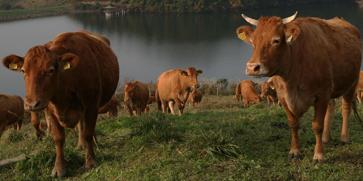 Development of computerized system for the artificial insemination of the Korean native cattle